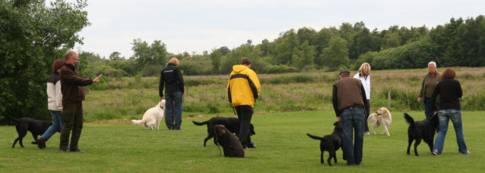 Hundetræning